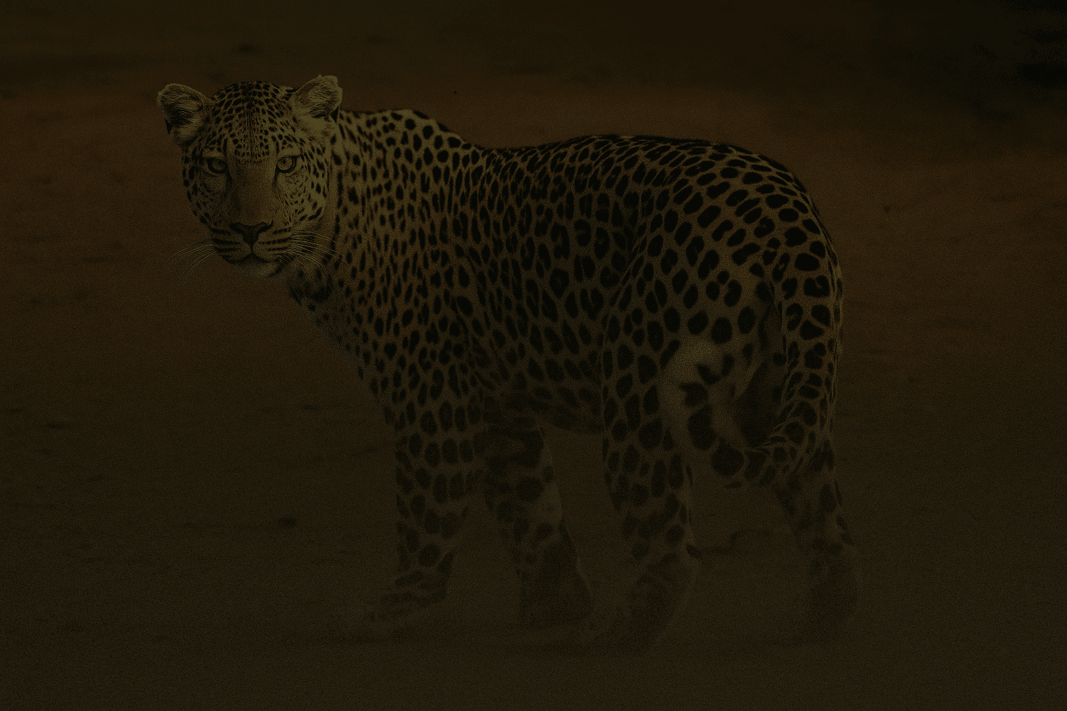 Leopard Background