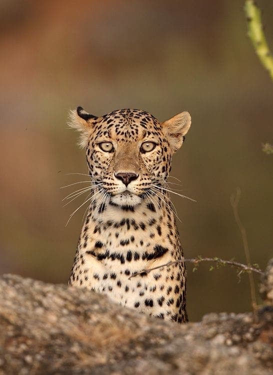 Safari Experience 3