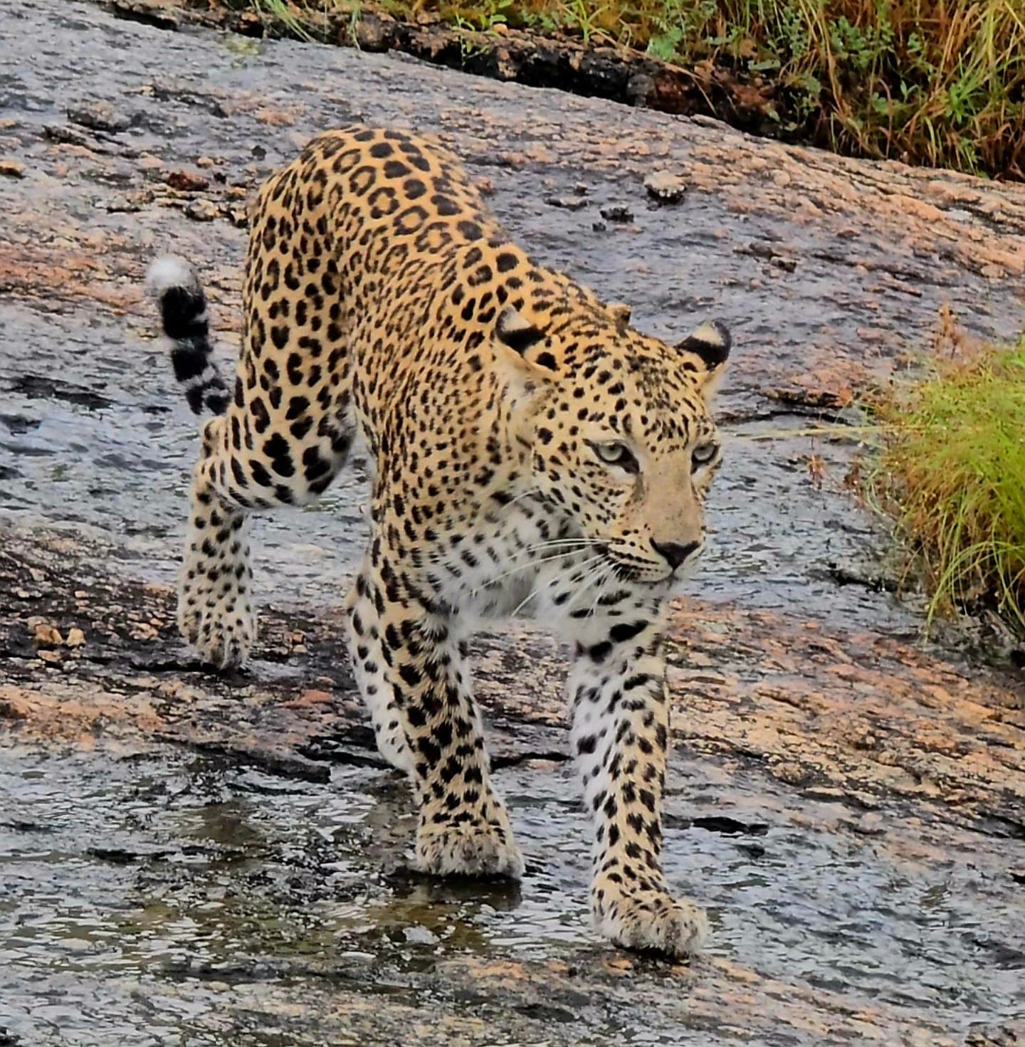 Safari Experience 1