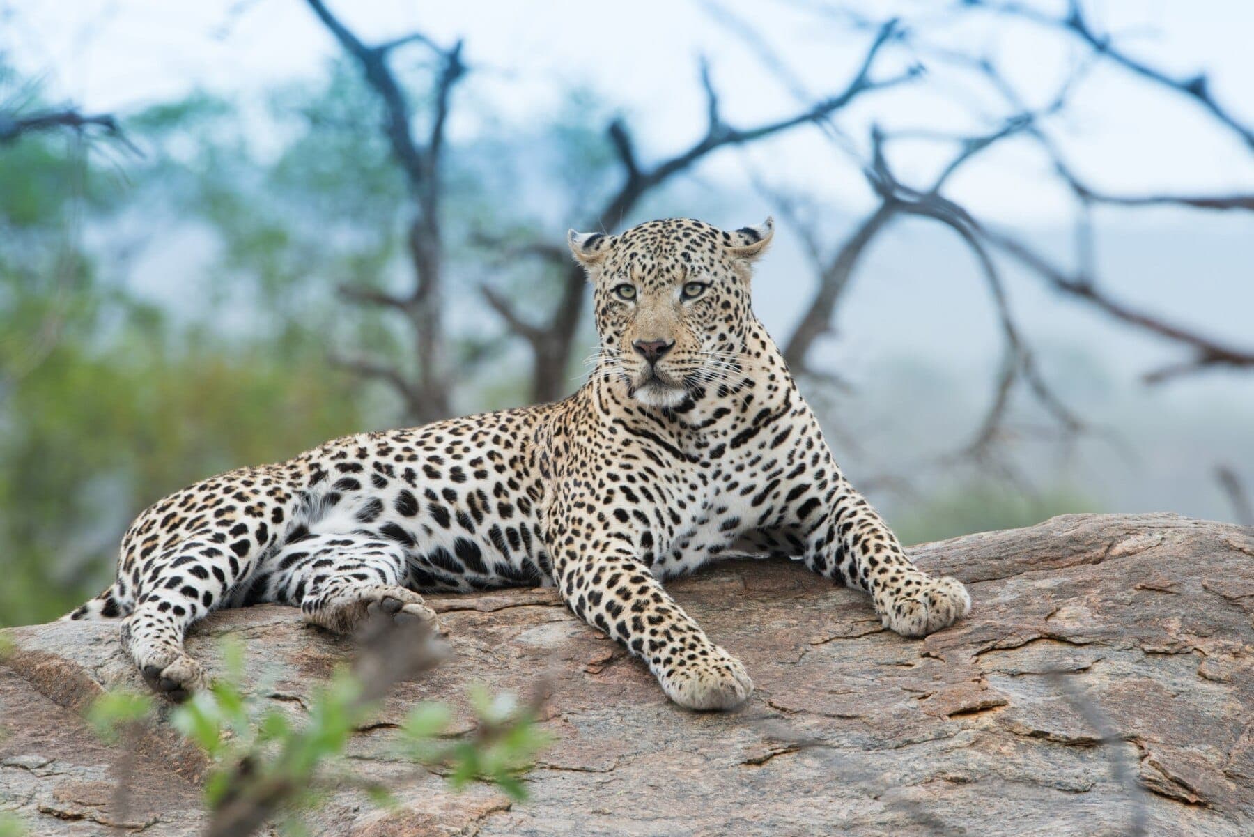 Safari Experience 6