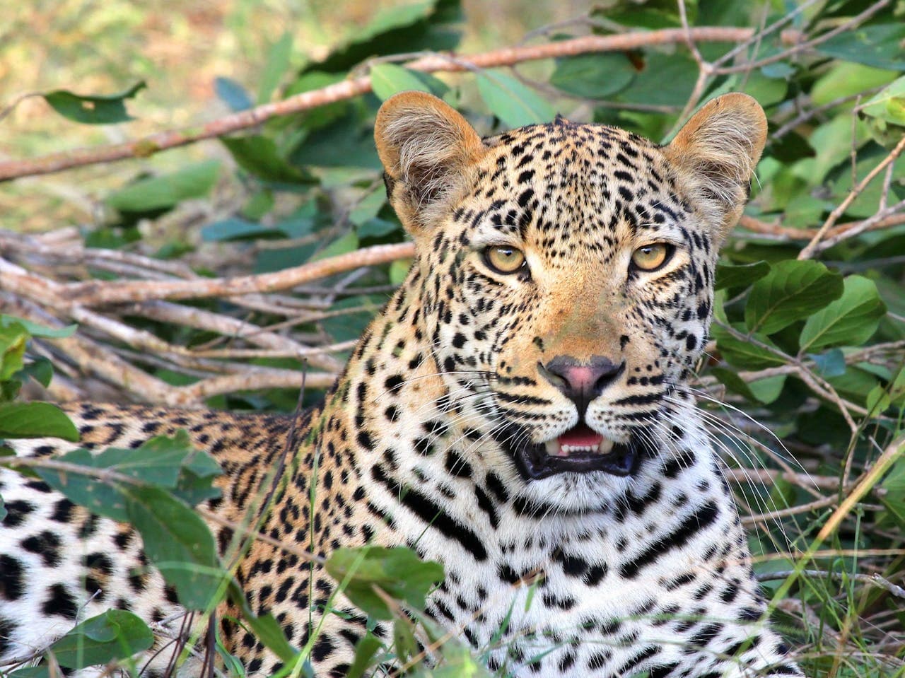 Safari Experience 7