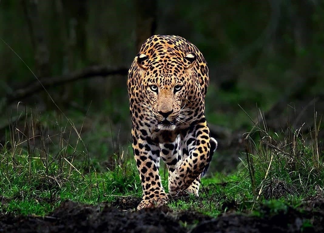 jawai safari